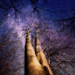 forest, trees, mystical