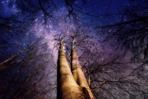 forest, trees, mystical
